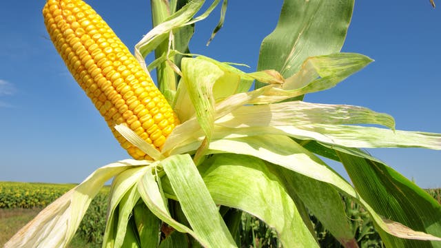 Reifer Mais vor blauem Himmel auf einem Feld.