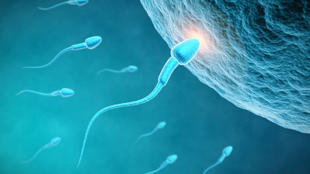 Spermium dringt in Eizelle ein