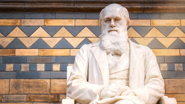 Im Sessel sitzende Statue aus weißem Marmor von Charles Darwin in der Haupthalle des Natural History Museum in London.