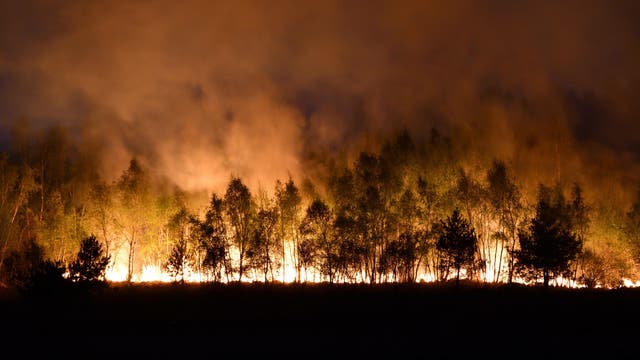 Bäume zeichnen sich vor einem Bodenfeuer ab.
