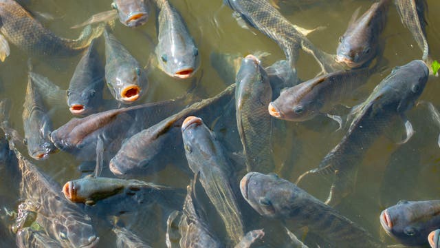 Viele Buntbarsche an der Wasseroberfläche dicht an dicht.