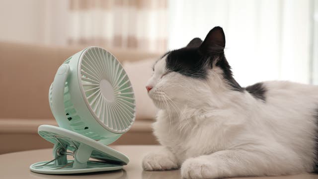 Eine Katze liegt vor einem Ventilator