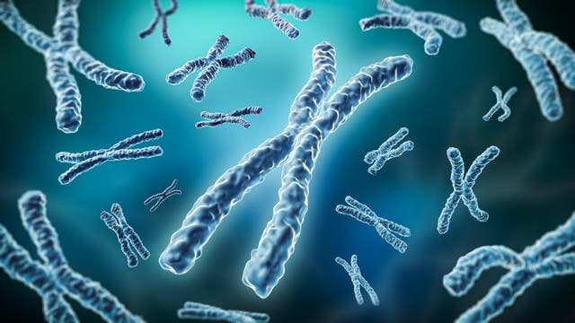 Darstellung mehrerer Chromosomen in einer vergrößerten, dreidimensionalen Ansicht. Die Chromosomen sind in verschiedenen Größen und Perspektiven dargestellt, um ihre Struktur und Form zu verdeutlichen. Der Hintergrund ist in einem unscharfen Blau gehalten, was den Fokus auf die Chromosomen lenkt. Diese Abbildung dient der Veranschaulichung genetischer Strukturen und Prozesse.
