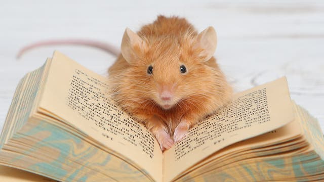 Eine kleine, braune Maus sitzt auf einem aufgeschlagenen Buch mit gedrucktem Text. Die Maus schaut direkt in die Kamera, während ihre Pfoten auf den Seiten des Buches ruhen. Der Hintergrund ist unscharf und hell, was die Maus und das Buch in den Vordergrund rückt.