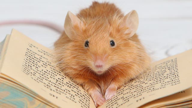 Eine kleine, flauschige, hellbraune Maus sitzt auf einem aufgeschlagenen Buch. Die Maus schaut direkt in die Kamera, während ihre Pfoten auf den Seiten des Buches ruhen. Der Hintergrund ist unscharf und hell, was den Fokus auf die Maus und das Buch lenkt. Der Text im Buch ist nicht lesbar.
