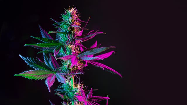 Eine bunt beleuchtete Cannabis-Pflanze vor schwarzem Hintergrund