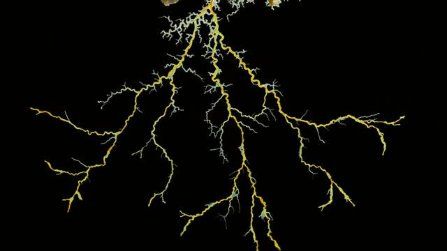 Von unten beleuchtete Nahaufnahme von Protoplamasträngen des Schleimpilzes Physarum Polycephalum