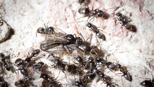 Eine Gruppe von Ameisen umgibt eine geflügelte Ameise auf einer unebenen, steinigen Oberfläche. Die Ameisen sind in verschiedenen Positionen und scheinen miteinander zu interagieren. Einige tragen kleine, weiße Objekte, möglicherweise Eier. Die Szene ist in natürlichem Licht aufgenommen, was die Details der Ameisen und der Oberfläche hervorhebt.