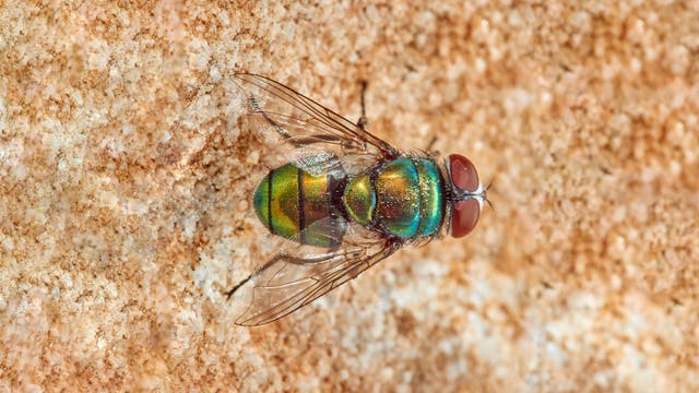 Eine grün-goldene, glänzende Fliege mit roten Augen und durchsichtigen Flügeln sitzt auf einem körnigen, weißlich-braunen Untergrund. Sie blickt nach rechts