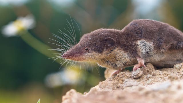 Eine kleine Spitzmaus mit braunem Fell am Rücken und weißem Fell am Bauch und mit langen Schnurrhaaren sitzt auf einem Felsen. 