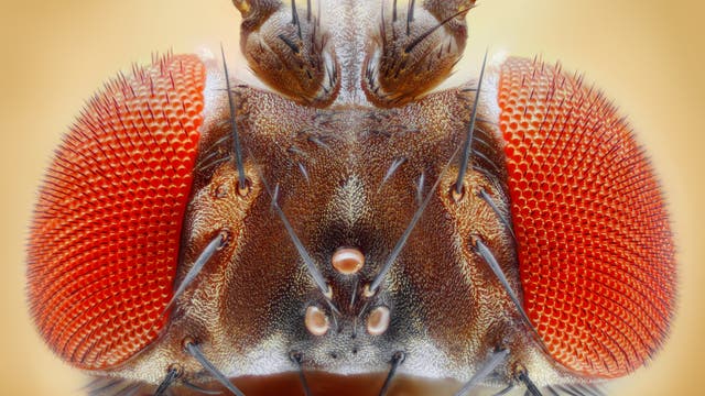 Frontale Großaufnahme des Kopfes einer Drosophila melanogaster, deutlich sind ihre roten Augen zu erkennen