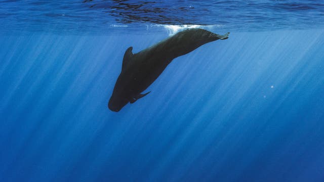 Ein Wal schwimmt unter Wasser in einem tiefblauen Ozean. Sonnenstrahlen durchdringen die Wasseroberfläche und erzeugen ein sanftes Lichtspiel. Der Wal ist in einer seitlichen Position zu sehen, während er ruhig durch das Wasser gleitet.