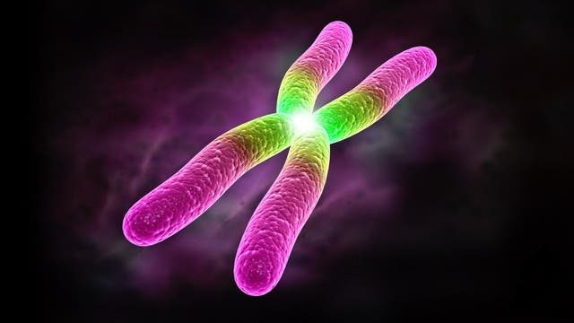 Illustration eines X-Chromosoms mit farblicher Markierung