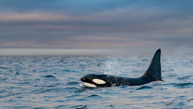 Ein Orca taucht aus dem blauen Ozean auf, während Wasser von seinem Rücken spritzt. Der Himmel ist bewölkt und vermittelt eine ruhige, aber kühle Atmosphäre. Der Orca ist teilweise aus dem Wasser sichtbar, mit seiner markanten schwarz-weißen Färbung und der hohen Rückenflosse.