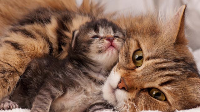 Babykatze mit Katzenmutter