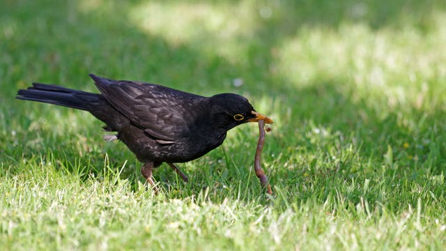 Foto einer männlichen Amsel mit schwarzen Federn und gelbem Schnabel. Sie steht auf kurz geschnittenem Gras sitzt und einen Regenwurm aus der Erde zieht.