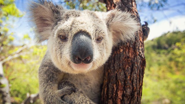 Ein Koala klammert sich an einen Baumstamm.