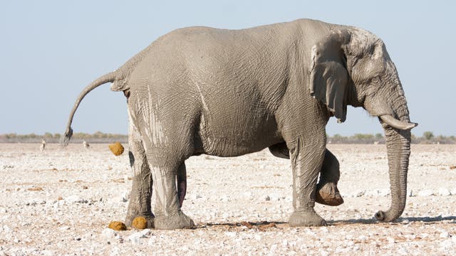 kotender Elefant