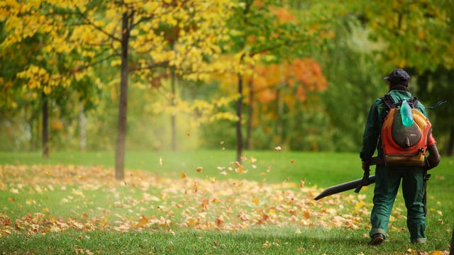 Ein Mann mit einem Laubbläser steht in einem Park und bläst Laub von einer Wiese.