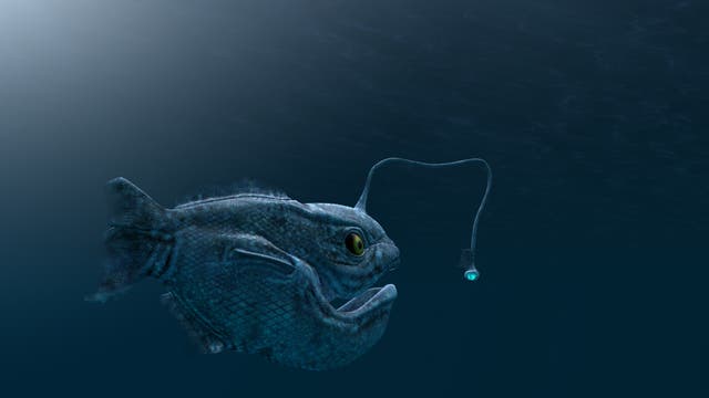 Tiefsee-Anglerfische kommen in den Weltmeeren in Tiefen unter 300 Meter vor.