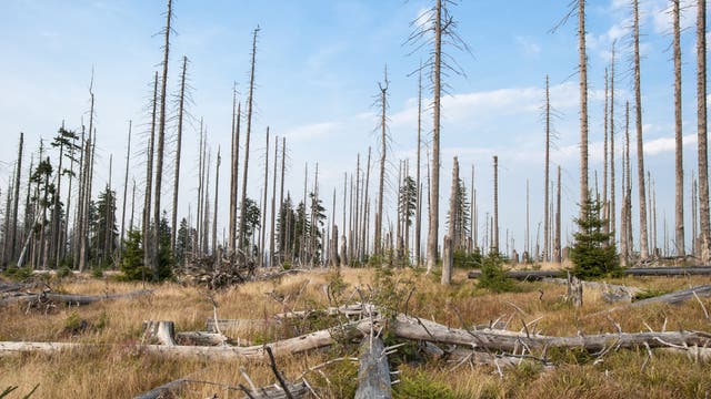 Tote Bäume im Bayerischen Wald