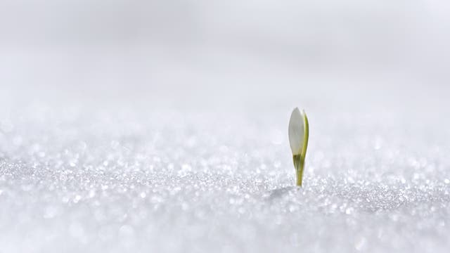 Ein Schneeglöckchen bohrt sich durch eine Schneedecke