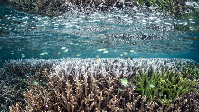 Die Temperaturzunahme macht vielen Korallenarten das Leben schwer.