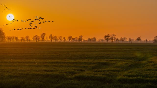 Ein Foto zeigt Felder mit Sonnenuntergang, im Hintergrund die Silhouetten von Bäumen, und ein intensiv orange gefärbter Himmel. ein Schwarm Vögel zieht vor dem Sonnenball vorbei.