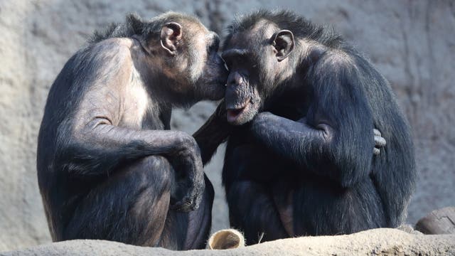Zwei nah beieinander sitzende Schimpansen; es sieht aus, als würde der linke dem rechten etwas ins Ohr flüstern.