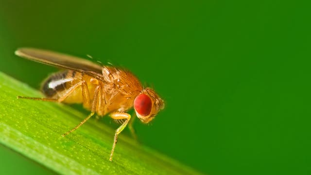 Eine Drosophila melanogaster sitzt auf einem Grashalm