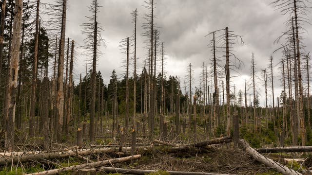 Ein Waldstück mit vielen abgestorbenen Bäumen