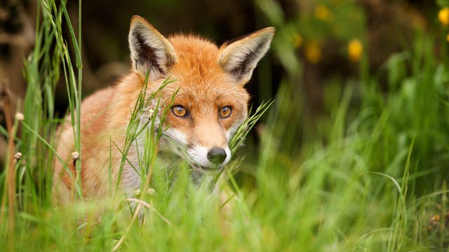Füchse können den Fuchsbandwurm auf Menschen übertragen