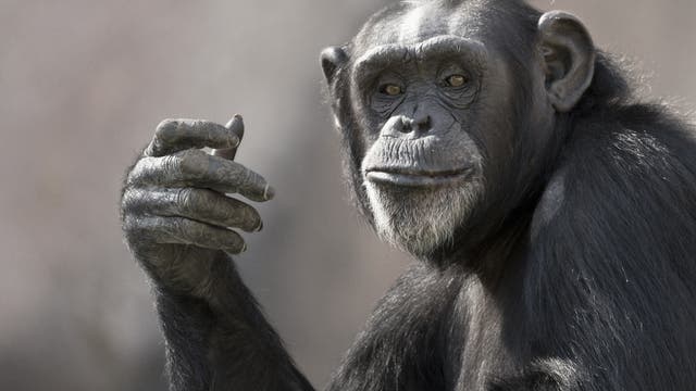 Porträt eines Schimpansen, der mit der rechten Hand zu gestikulieren scheint.