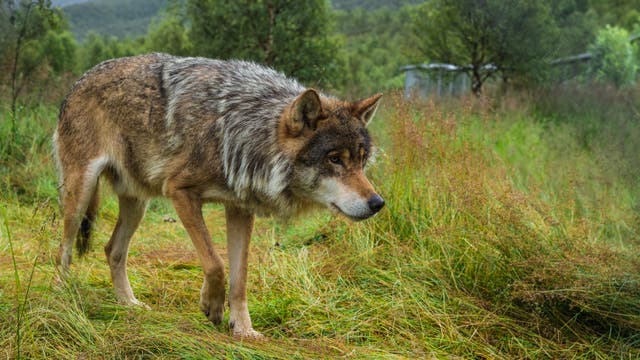 Ein Wolf schleicht durch eine landwirtschaftlich genutzte Landschaft