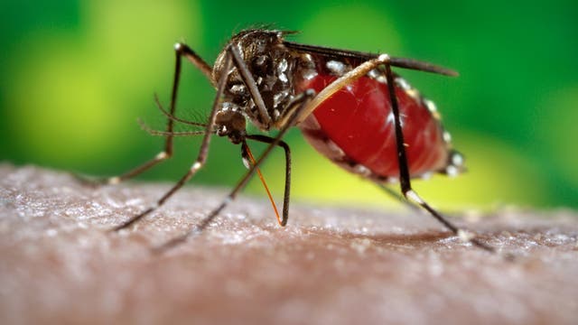 Aedes ägypti Mücke überträgt Dengue-Fieber
