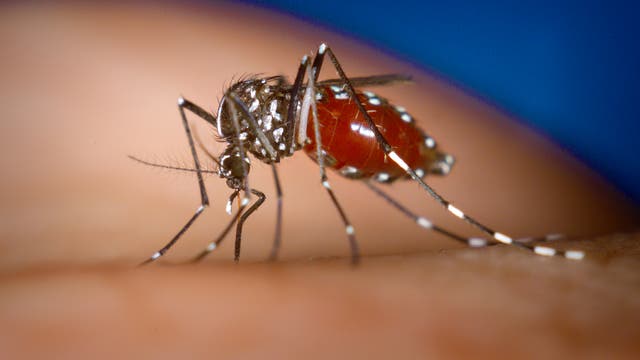 Aedes albopictus saugt