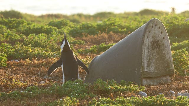 Ein schwarzweißer Afrikanischer Pinguin steht vor einer betongrauen Nisthilfe, die sich in niedriger, grüner Strandvegetation befindet. Neben den lebenden Pflanzen liegen zahlreiche braune Pflanzenreste.