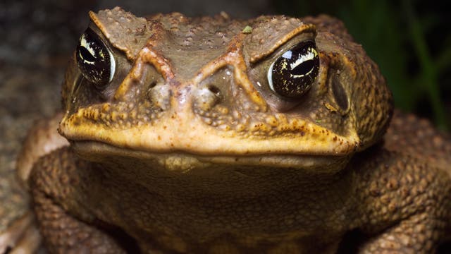 Agakröte - der giftige Lurch frisst sich durch Australien