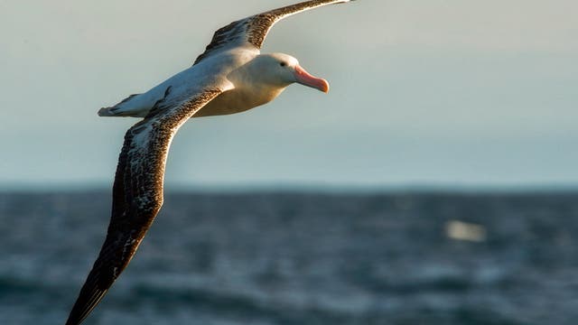 Albatros im Flug