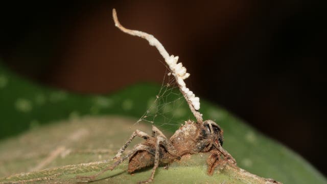 Hyperparasit liefert Seuchenschutz für Ameisenkolonien
