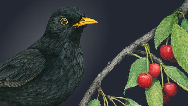 Eine Buntstiftzeichnung zeigt eine männliche Amsel im typischen schwarzen Federkleid; sie sitzt auf einem Zweig, an dem Kirschen hängen.