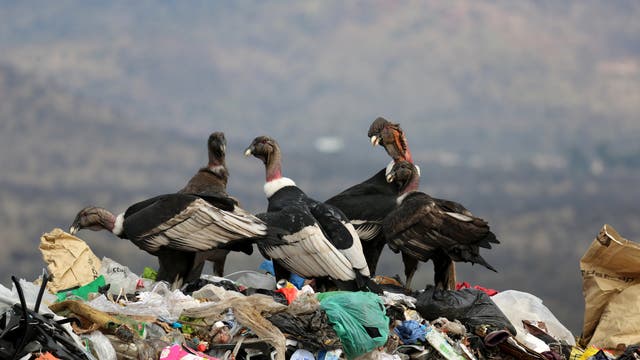 Drei Andenkondore sitzen auf einer Müllhalde in Chile. Im Hintegrund sieht man Berge