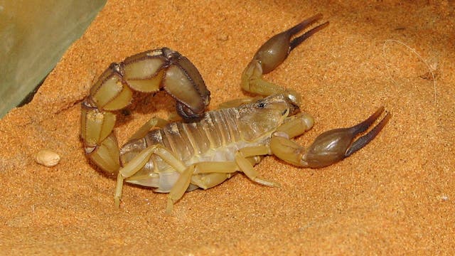 Gelber Sahara-Dickschwanzskorpion