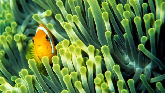 Anemonenfisch im Korallenriff