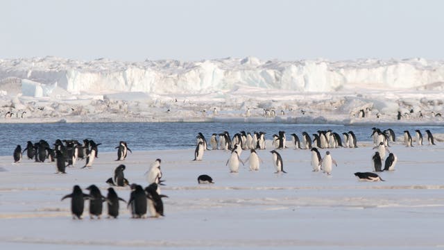 Pinguine stehen an der Eiskante des Schelfeises in der Antarktis