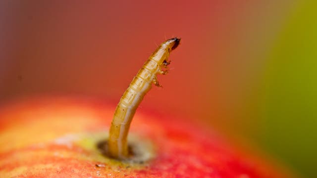 Larve eines Käfers - Fliegenmaden im Fressrausch sind ein bisschen unappetitlicher (Symbolbild)