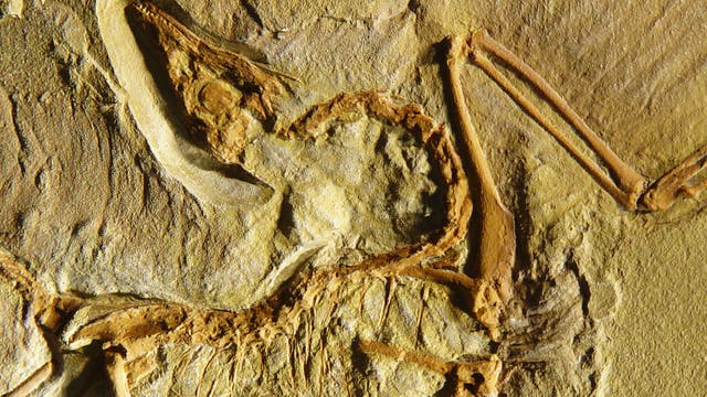 Archaeopteryx - der Urahn aller Vögel?