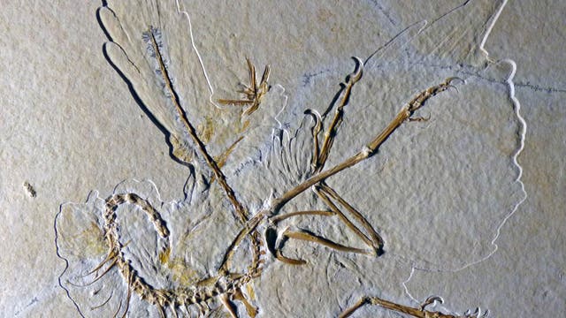 Archaeopteryx-Fossil