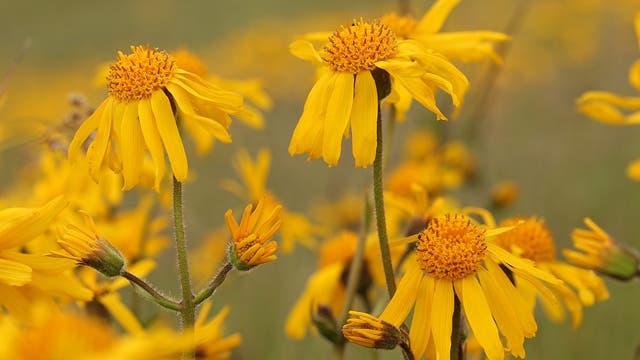 Eine Nahaufnahme von gelben Blumen mit langen, schmalen Blütenblättern und orangefarbenen, kuppelförmigen Zentren. Die Blumen stehen in einem Feld mit unscharfem, grünem Hintergrund, was auf eine natürliche Umgebung hinweist. Die Szene vermittelt einen Eindruck von Sommer und Natur.