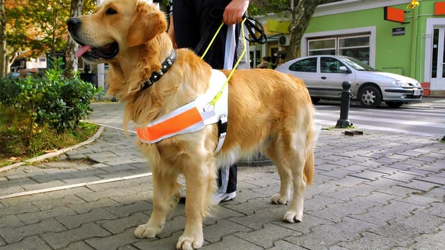Assistenzhund